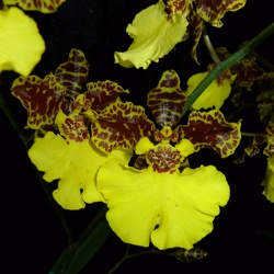 Zelenkocidium (Zed.)