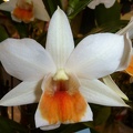 Roongkamol Vejvarut "Orchidport"