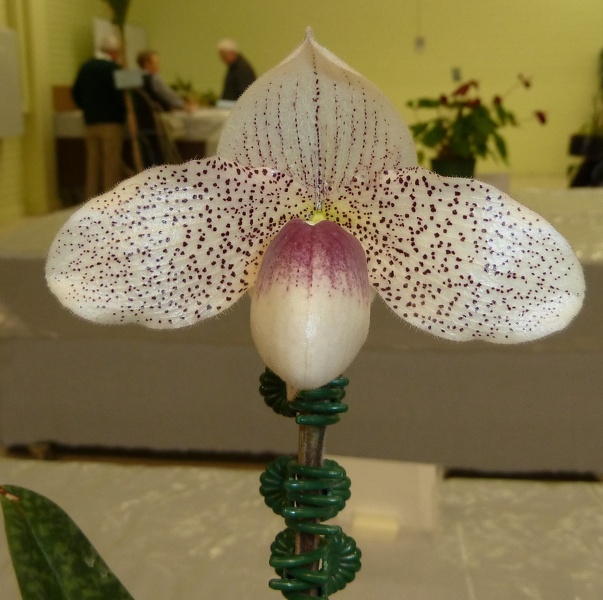 Paph. Sally Berndt.JPG