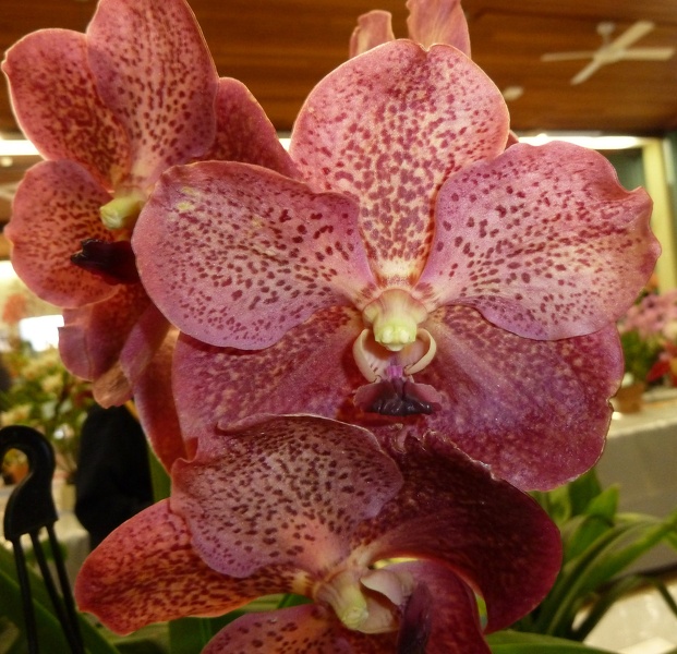 Ascda. Nopporn Gold x V. Doctor Anek.JPG