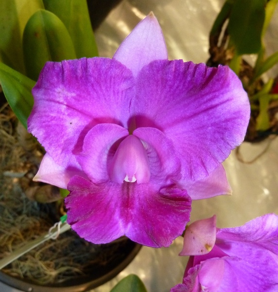 C. (Mini Purple x Tropic Charm).JPG