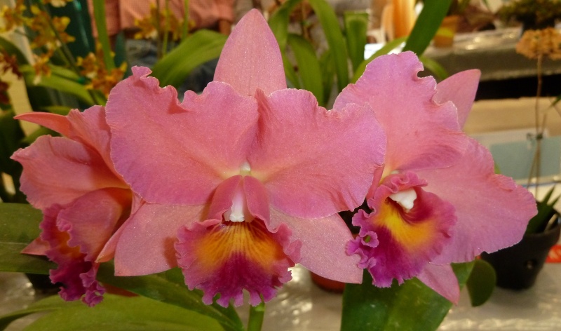 C. Royal Beau 'Deborah'.JPG