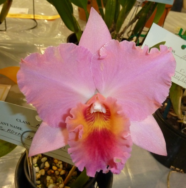 C. Royal Beau 'Julie'.JPG