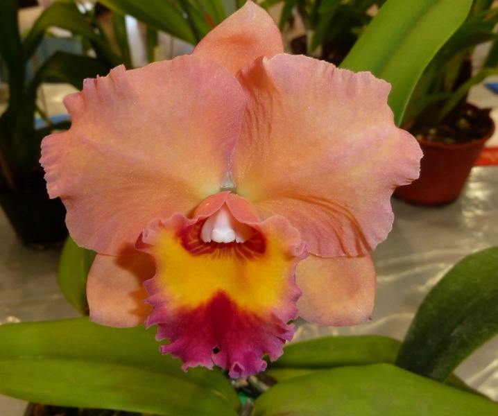 C. Royal Beau 'Prince'.JPG