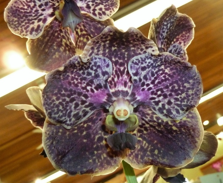 Ascda. Suksamran Spots x V. Gordon Dillon.JPG