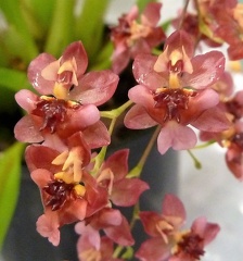 Onc. Twinkle "Pink Profusion"