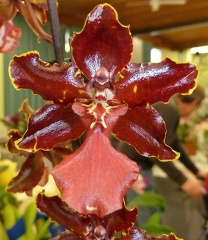 Cherry Fudge 'Carmela'