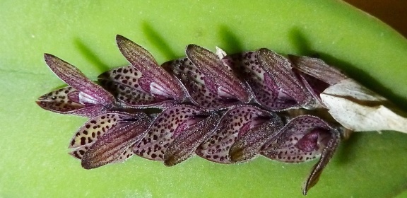 pubescens