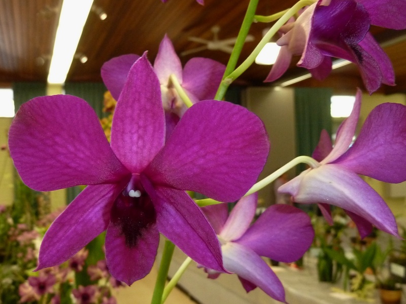 Den. (Burana Angel x Barabuii Dark Knight).JPG