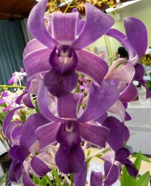 Den. (Blue Foxtail x Masako Taki 'Blue').JPG