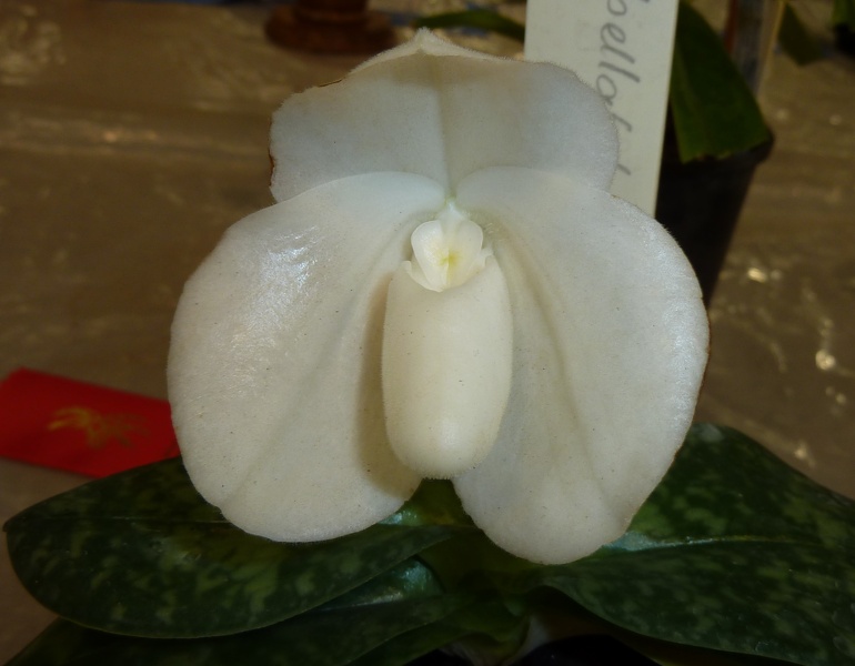 Paph. bellatulum var. Alba.JPG