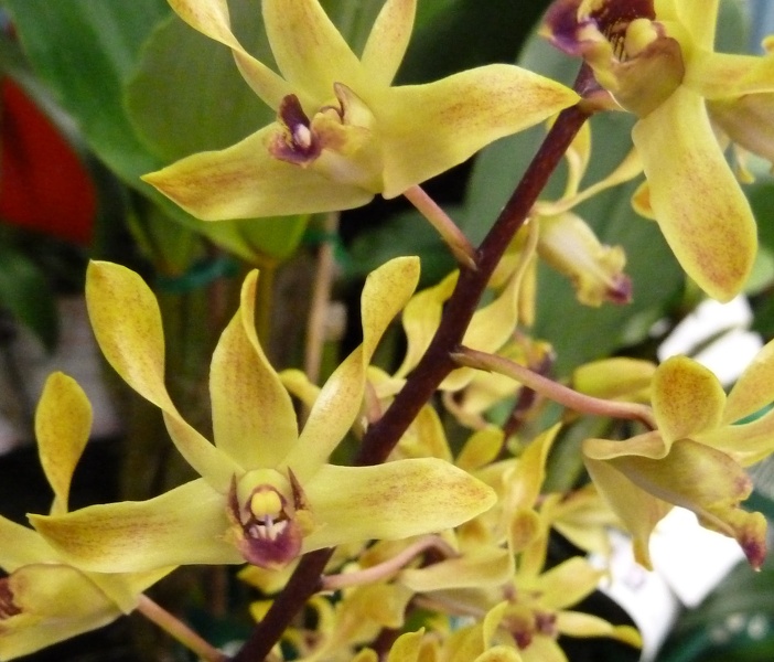 Den. New Horizon  'Charl Mabe'.JPG