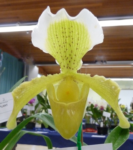 Paph. insigne,.JPG