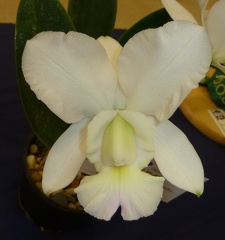 walkeriana "alba"