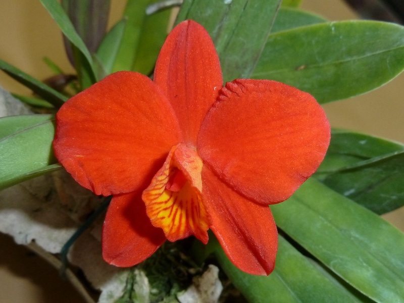 C. coccinea.JPG