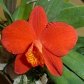 coccinea