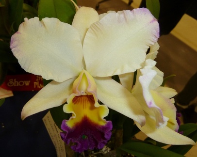 Rth. Love Sound "Dogashima" x Rlc. Glenn Maidment "Arambeem"