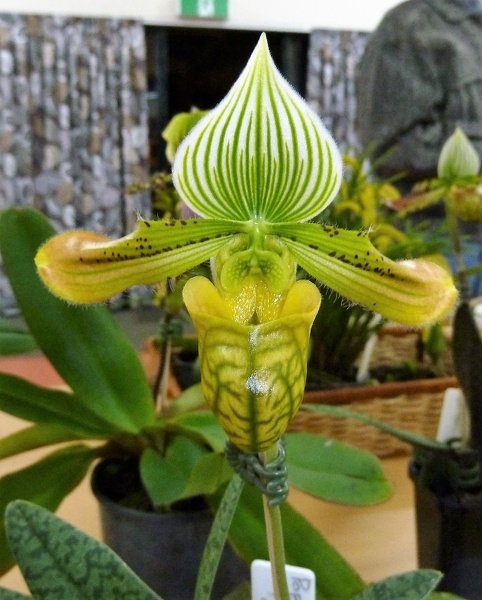 Paph. venustum ...JPG