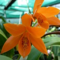 C. aurantiaca.JPG