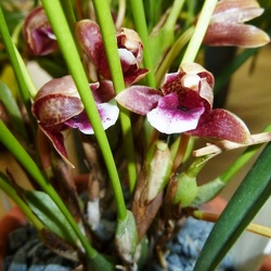 Maxillaria (Max.)