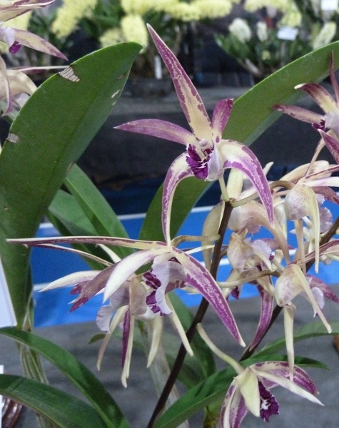 (Den. Ray's Spot x Den. speciosum).JPG