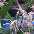 Ray's Spot x speciosum