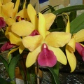 Gold Digger "Orchid Jungle"