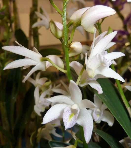 Den. delicatum 'White'.JPG