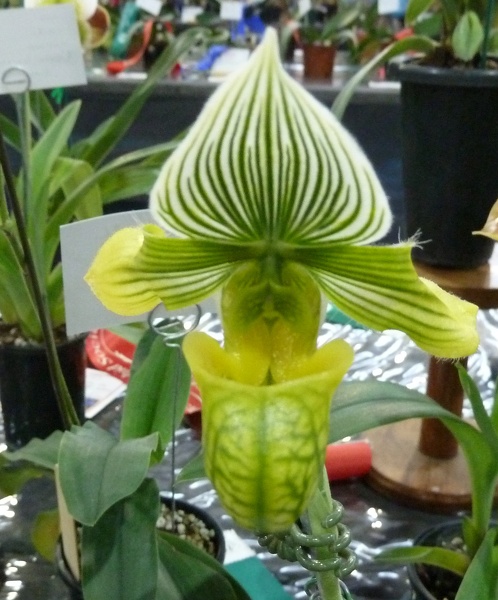 Paph. venustum var. measuresianum 'Alba'.JPG