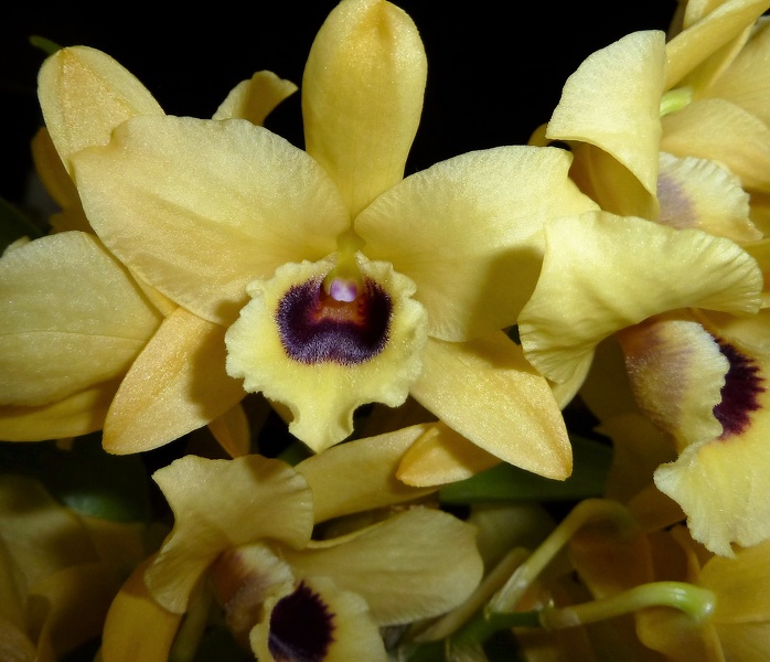 Den. Golden Blossom 'Kogahe'.JPG