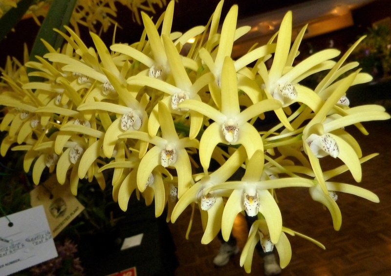 Den. Yellow Venture..JPG