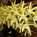 Den. Yellow Venture..JPG