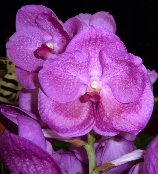 (V. Suksamran Blue x V. Doctor Anek).JPG