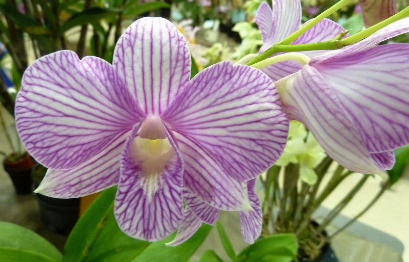 Den. Magenta's Pin-Stripe.JPG