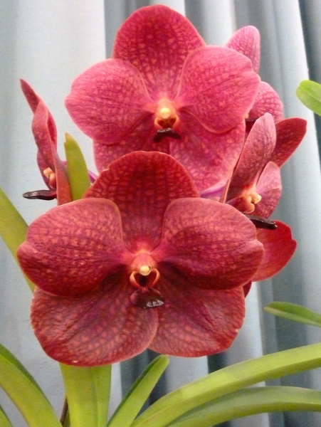 (Ascda. Roman Choice x V. Varavuth).JPG