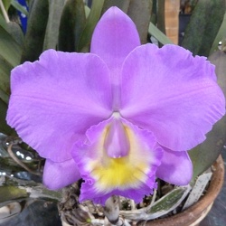 C. walkeriana x Rlc. Sun State