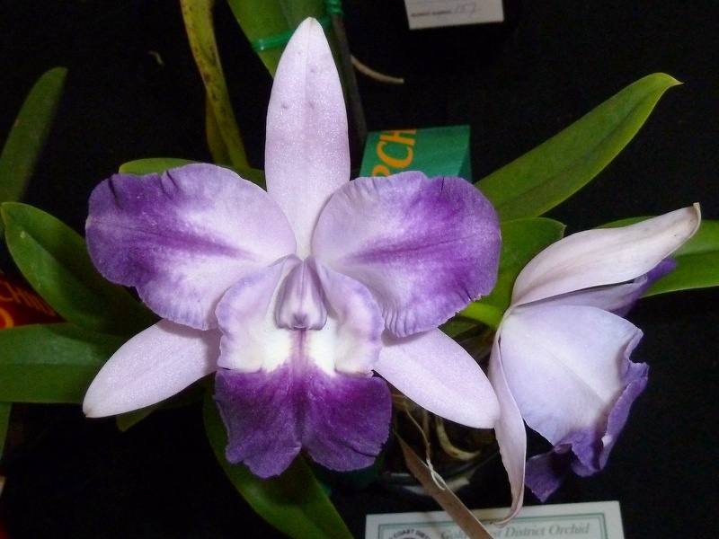 C. Cariad's Mini-Quinee 'Angel's kiss'.JPG