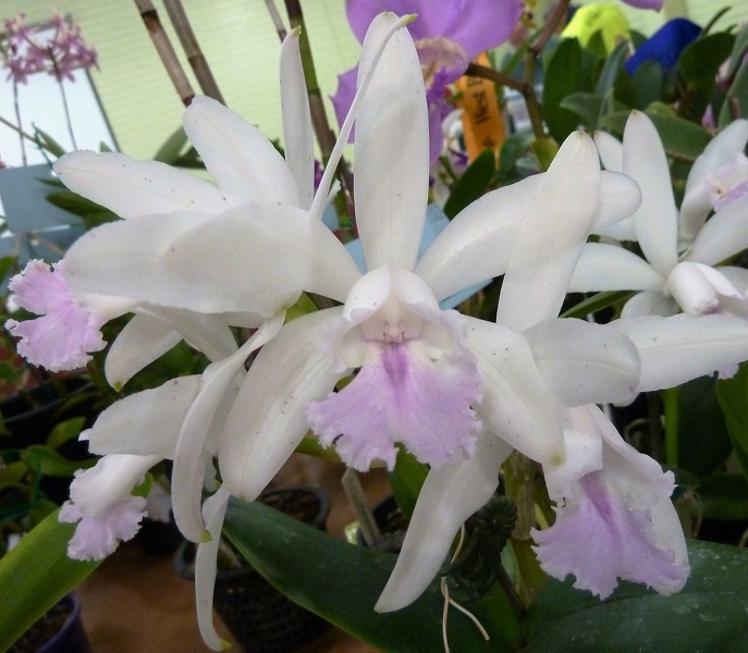 C. intermedia 'Alba'.JPG