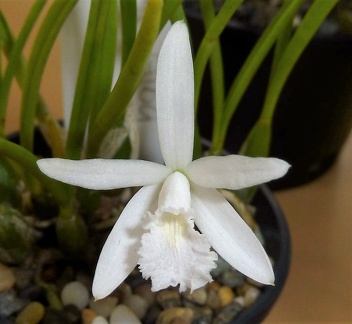 lundii f. alba