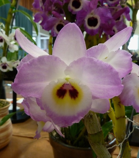 Den. Pink Doll 'Elegance'.JPG