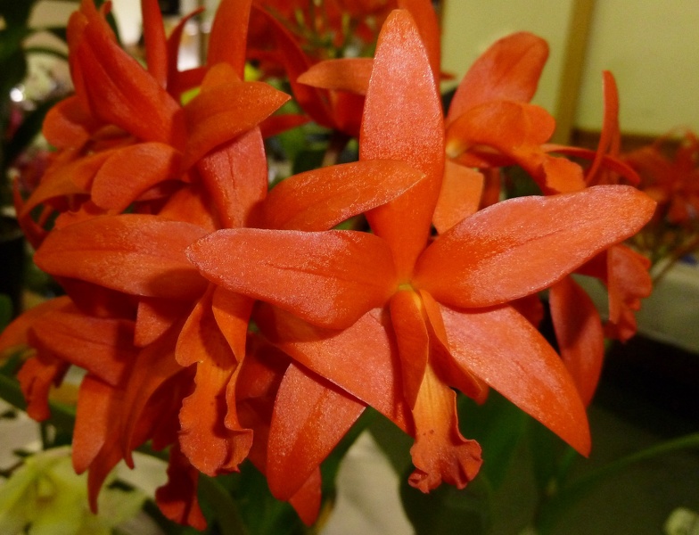 Ctt. Trick or Treat 'Beauty' x Ctt. Trick or Treat 'Orange Magic'.JPG