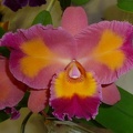 C. Drumbeat x Ctt. Aussie Sunset