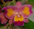 C. Drumbeat x Ctt. Aussie Sunset