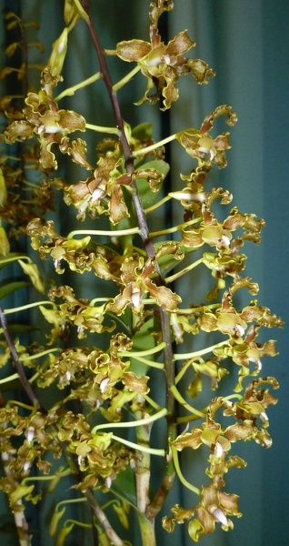 Den. discolor,.JPG