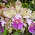 C. Caudebec x Rlc. Roy Maidment