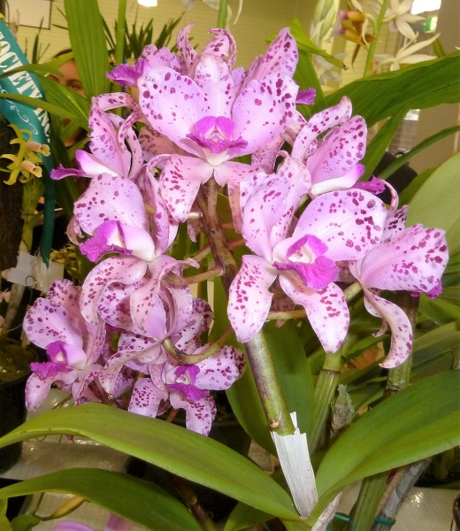 C. amethystoglossa 'Rothwell.JPG