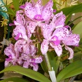 amethystoglossa "Rothwell"