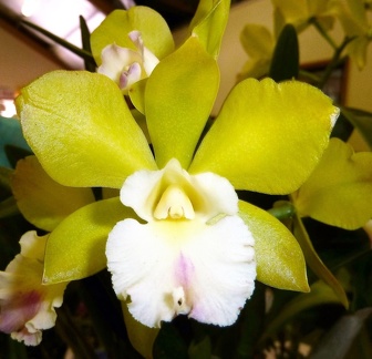 Rlc. Hawaiian Passion x Lc. Bees' Knees