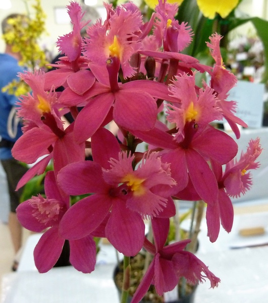 Epi. Joseph Glow 'Purple Red'.JPG