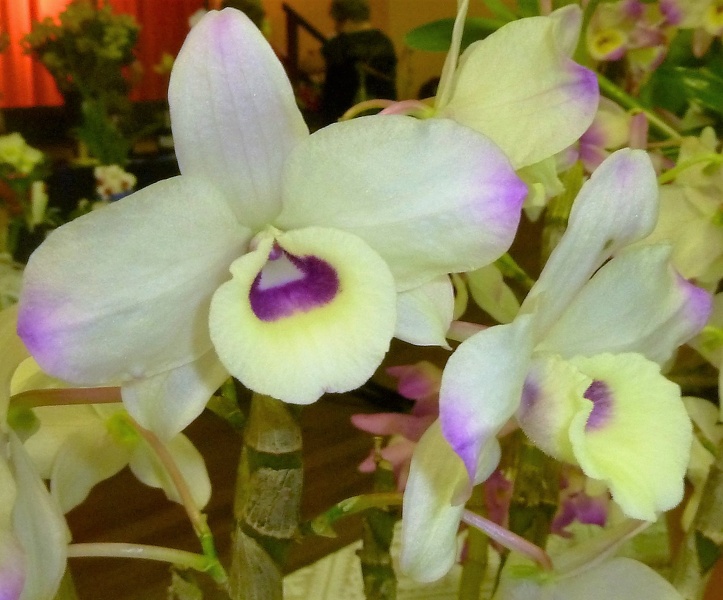 Den. Kerriann (Den. Oborozuki x Den. Yukidaruma).JPG